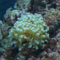 Frogspawn in rock