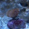 Toadstool