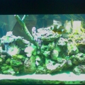 Kedron's tank