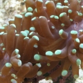 Frogspawn