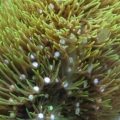 Starburst Polyps