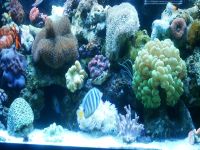 My corals