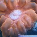 My corals