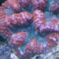 My corals