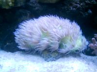 My corals