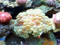 My corals