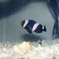 Darth Nemo!