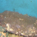 DSCF0061