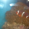 DSCF0063