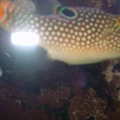 DSCF0066