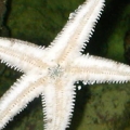starfish