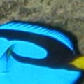tang
