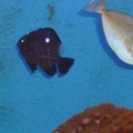 dscf0068