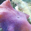 goby and mushroom