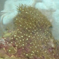 Green Star Polyps