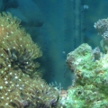 Thriving GS Polyps and almost dead Xenia
