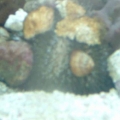 DSCF00891