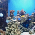 DSCF00911