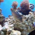 DSCF00961