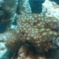 Zoos!!!
