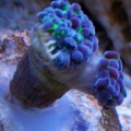 Frogspawn