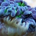 Frogspawn
