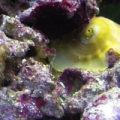 snail2