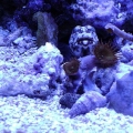 Tank3jawfish-24_0021