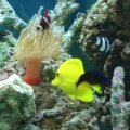 Reef Shot