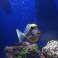 Blonde Naso Tang