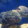 Turbo Snail and Hermit Crab