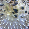 porcupine puffer