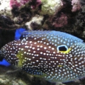 Marine Betta
