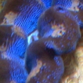 intense_blue_gold_crocea