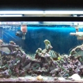 Aquarium Before and After