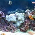 Aquarium After Changing Sand