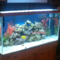 Arden Courts Reef