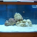 Arden Courts Reef