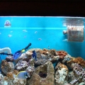 My Tank