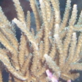 sps 7 months growth from a 2 branch frag