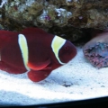maroon2