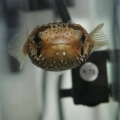 puffer1
