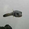 stripepuffer