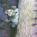 My urchins.