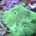 green striped mushrooms