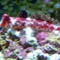 red scooter blenny