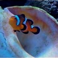 percula clownfish