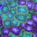 colorfull_zoas