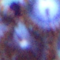 natural_zoa_combination