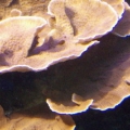 orange_monti_sm